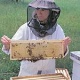 Μέλι: Βοηθά κατά των μολύνσεων και στην επούλωση πληγών