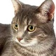 Νόσος από αμυχή γάτας: Μετάδοση βακτηριδίου από γρατσούνισμα ή δάγκωμα γάτας