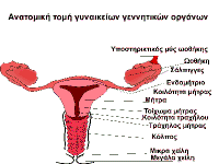 Κάνετε κλικ στην εικόνα για να δείτε σε μεγέθυνση την ανατομία των γυναικείων γεννητικών οργάνων.