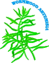 Σχηματική απεικόνιση του φυτού αρτεμισία.