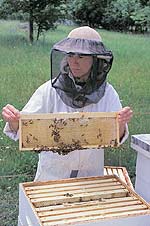 Το μέλι χρησιμοποιείται από την αρχαιότητα για τη θεραπεία πληγών και ελκών.