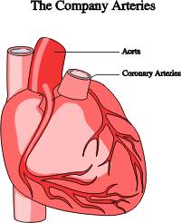 Απεικόνιση της καρδίας με τα στεφανιαία αγγεία.