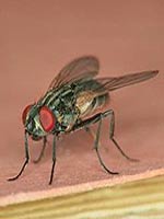 Οι μύγες μεταφέρουν μικροοργανισμούς που προκαλούν ασθένειες στον άνθρωπο