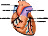 Σχηματική απεικόνιση των αγγείων της καρδίας.