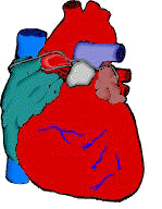 Σχηματική απεικόνιση της ανθρώπινης καρδίας.