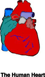 Σχηματική απεικόνιση της ανθρώπινης καρδίας.