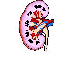 Σχηματική απεικόνιση του νεφρού