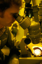 Επιστήμονας που μελετά στο μικροσκόπιο έμβρυα.