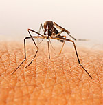 Τα τσιμπήματα και τα δαγκώματα από έντομα μπορούν να προκαλέσουν από ήπια έως πολύ σοβαρά προβλήματα στους ανθρώπους. 