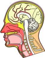 Η κατά πλάκας σκλήρυνση επηρεάζει τον εγκέφαλο και το κεντρικό νευρικό σύστημα.