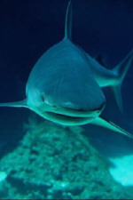 Φάρμακο από χόνδρο καρχαρία μπορεί να είναι μια νέα αποτελεσματική θεραπεία για τον καρκίνο του πνεύμονα.